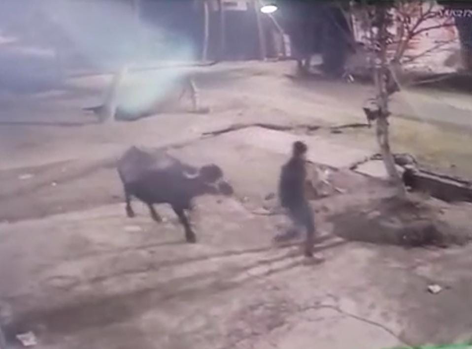 सहसवान में डेयरी से भैंस चोरी; CCTV में कैद हुई घटना, पुलिस से कार्रवाई की मांग