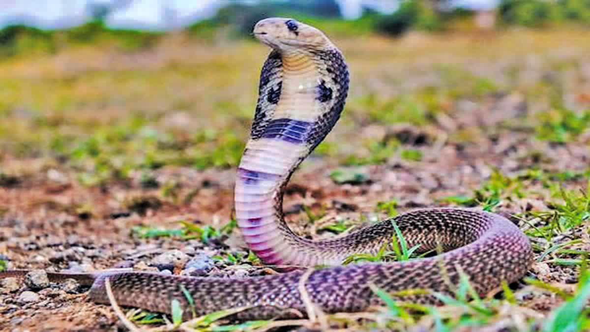 बदायूं में सर्पदंश से आठ माह की गर्भवती विवाहिता की मौत, परिवार में मचा कोहराम