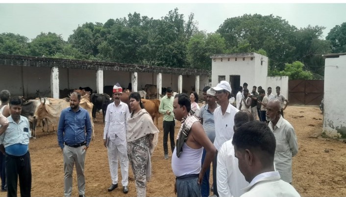 बदायूं में दो गोशालाओं में 15 गोवंशों की मौत; दुर्गंध फैलने पर प्रदर्शन, दौड़े अफसर